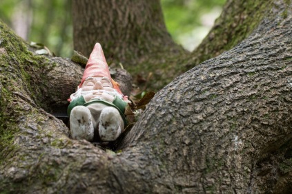A gnome having a nap in the middle of a tree. Photo taken during a visit to Wakerley Great Wood in Northamptonshire.