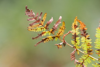 A bracken frond turning brown as the green colouring fades away. Photo taken during a visit to Wakerley Great Wood in Northamptonshire.
