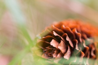 A fir cone lying on the woodland floor. Photo taken during a visit to Wakerley Great Wood in Northamptonshire.