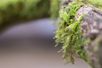 Moss hanging from an exposed tree root over a stream. Taken during a visit to the Forest of Bere in Hampshire.
