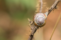 A brown-lipped snail with a somewhat worn shell. Taken during a visit to the Forest of Bere in Hampshire.