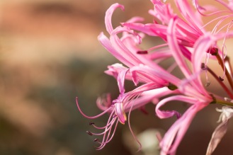 Pretty pink nerine flowers soaking up the sunlight in the garden.