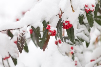 Clusters of red berries, breaking through the snow on the trees.